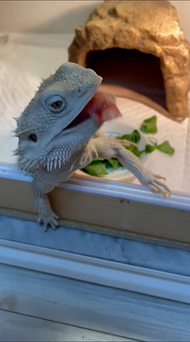 イチゴを口にくわえるトカゲさん