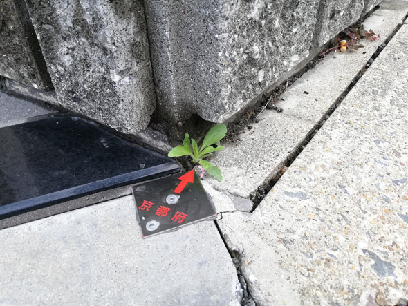 京都府 芽吹いてた 境界標 矢印 雑草 草