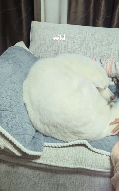 娘にモフられるデカワンコ