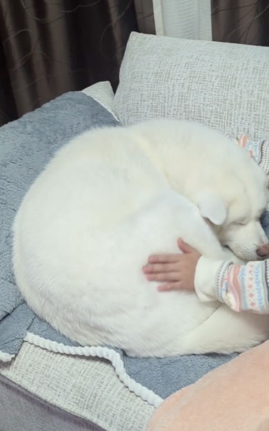 娘にモフられるデカワンコ