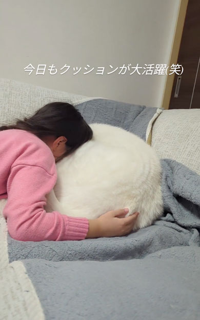 ワンコクッション