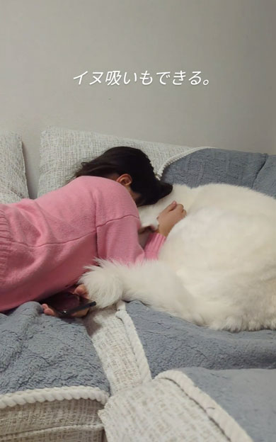 ワンコクッション