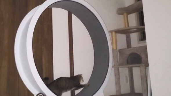 ホイールを回す猫
