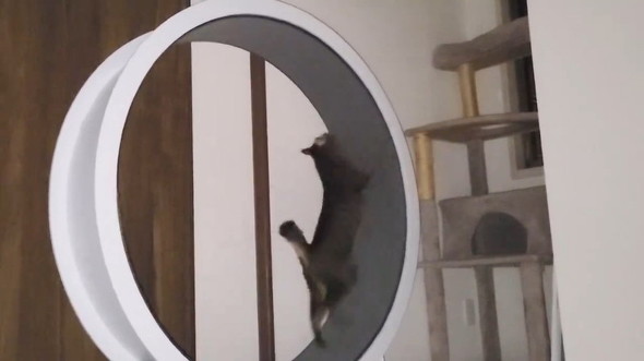 ジャンプする猫