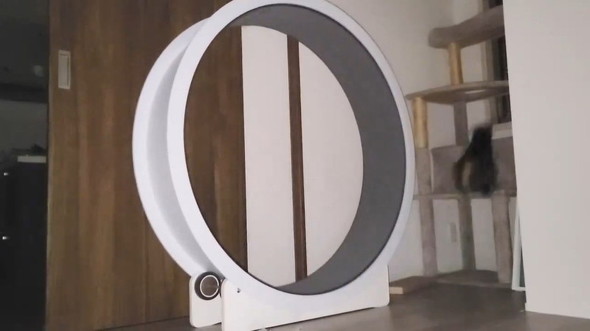 タワーをのぼる猫