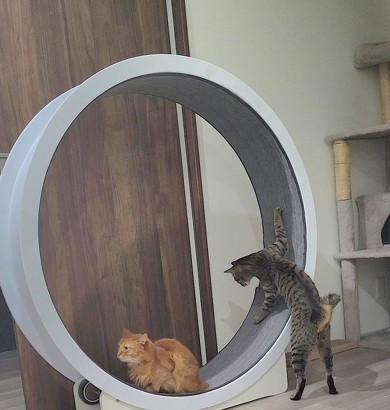 ホイールに乗った猫たち