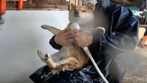 シャワーを当てられるワンコ