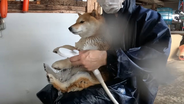 気持ちよさそうなワンコ