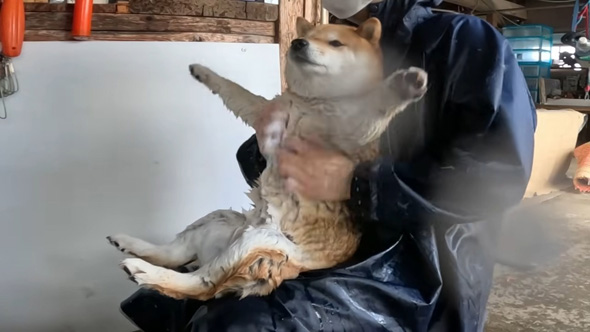 バンザイするワンコ