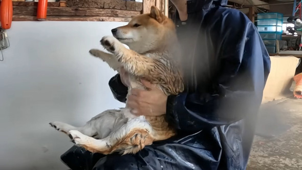 おなかを洗われるワンコ