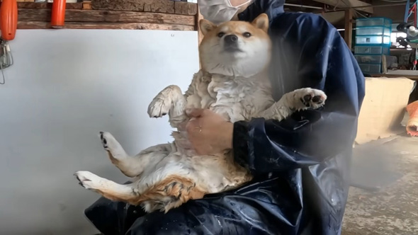 ドヤ顔のワンコ