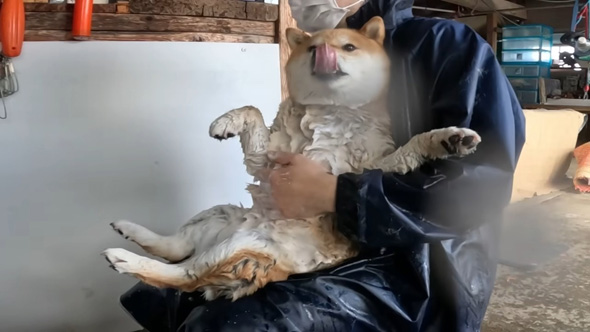 舌を出すワンコ