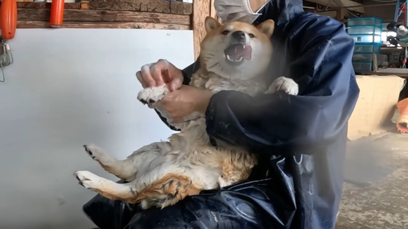 口を開けるワンコ