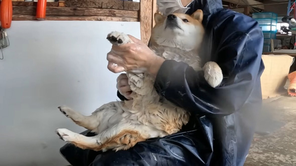 満足そうなワンコ