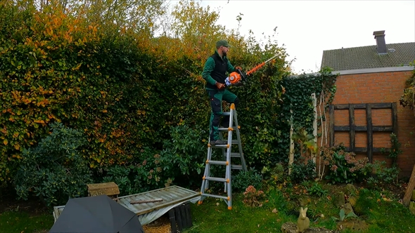 4メートル越えのブナの生垣を刈り込む庭師