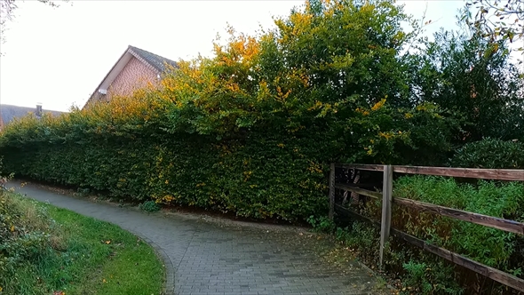 4メートル越えのブナの生垣を刈り込んだ庭のビフォーアフター