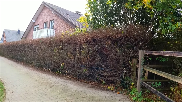 4メートル越えのブナの生垣を刈り込んだ庭のビフォーアフター