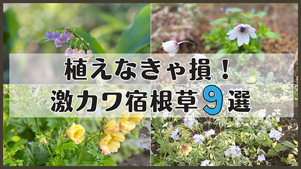 宿根