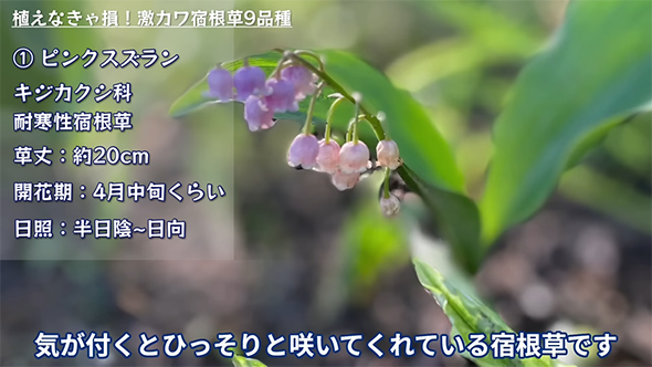 ピンクスズラン