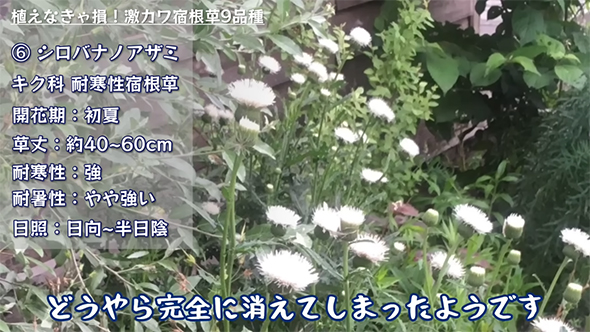 シロバナノアザミ