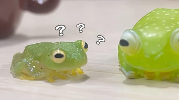 自分に似たフィギュアを見たカエルさんの反応