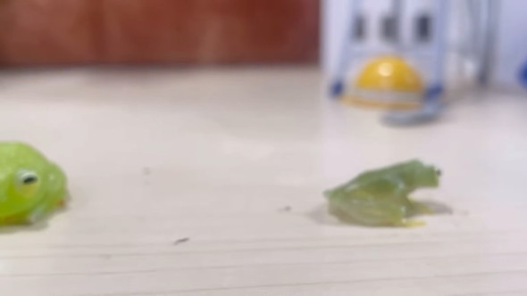 自分に似たフィギュアを見たカエルさんの反応