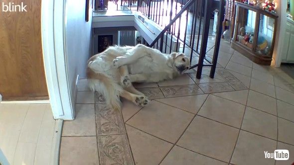階段の上で大きく伸びをする犬