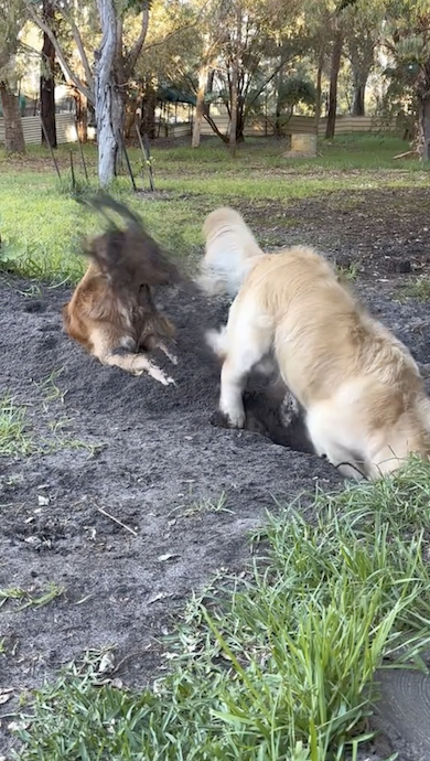 穴掘りワンコに土をかけられるワンコ