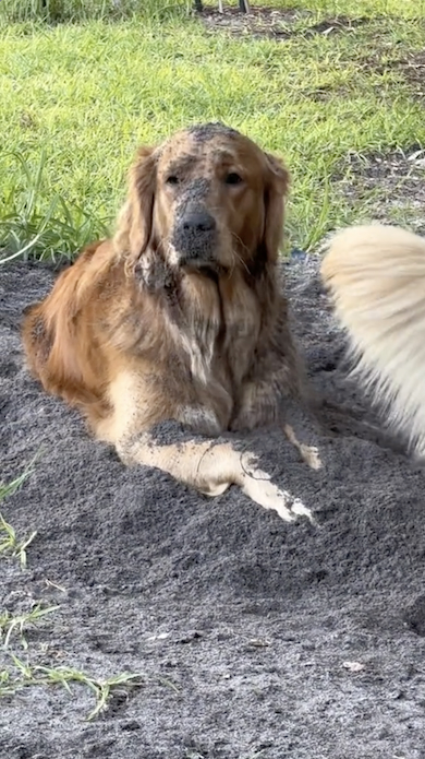 悲しげな表情のワンコ