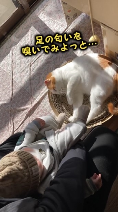 ニャンコと触れ合う赤ちゃん
