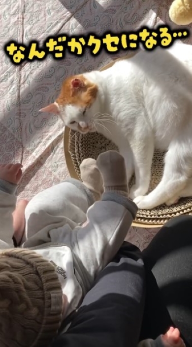 ニャンコと触れ合う赤ちゃん