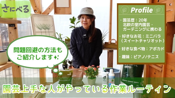 マーガレット植え付け時の作業ルーティン解説