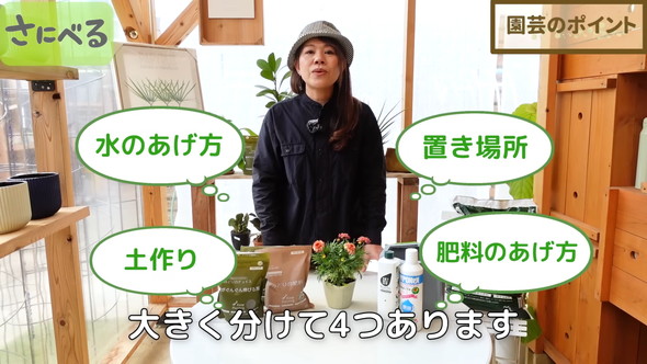 マーガレット植え付け時の作業ルーティン解説