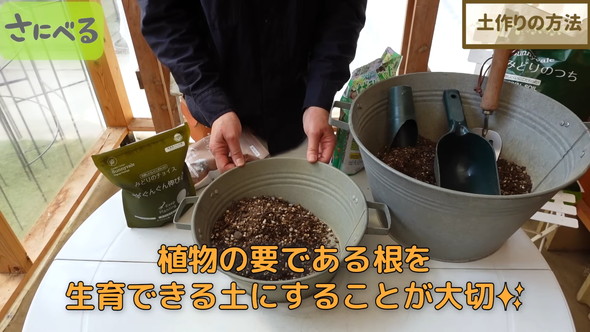 マーガレット植え付け時の作業ルーティン解説