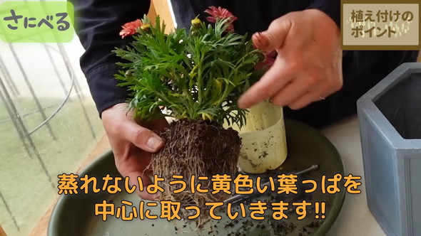 マーガレット植え付け時の作業ルーティン解説
