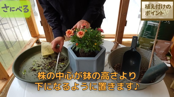 マーガレット植え付け時の作業ルーティン解説
