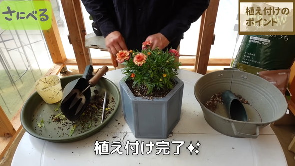マーガレット植え付け時の作業ルーティン解説