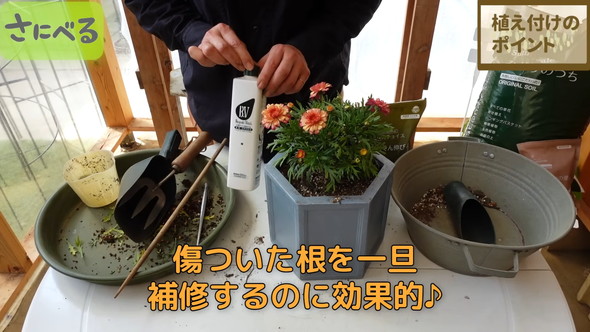 マーガレット植え付け時の作業ルーティン解説
