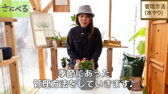 マーガレット植え付け時の作業ルーティン解説