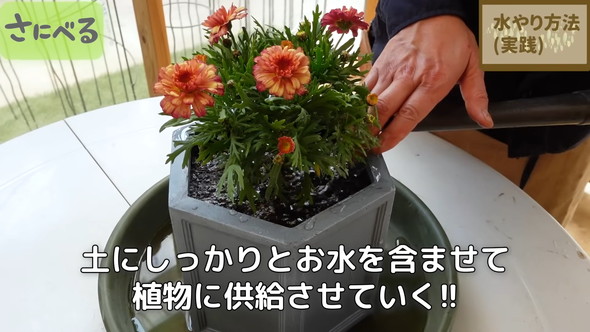 マーガレット植え付け時の作業ルーティン解説