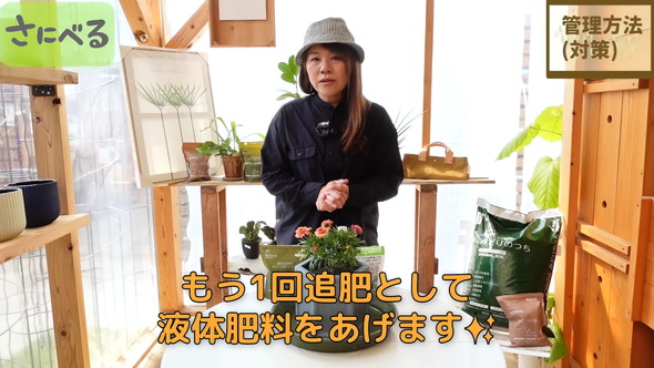 マーガレット植え付け時の作業ルーティン解説