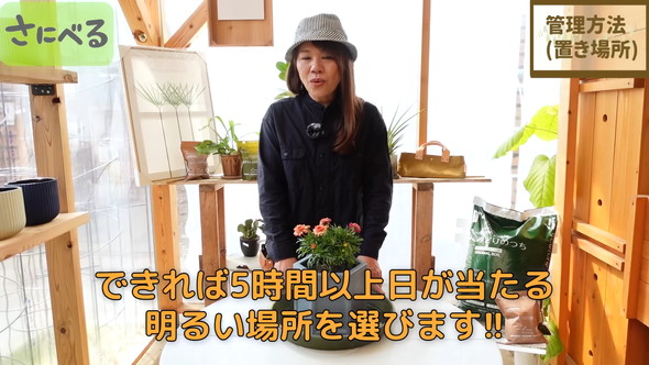 マーガレット植え付け時の作業ルーティン解説