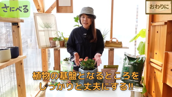 マーガレット植え付け時の作業ルーティン解説
