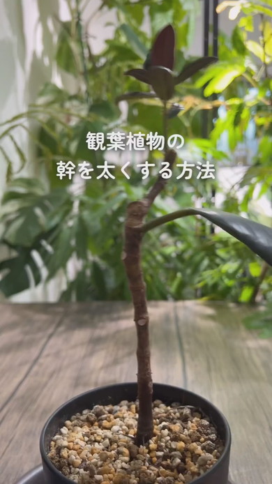 観葉植物