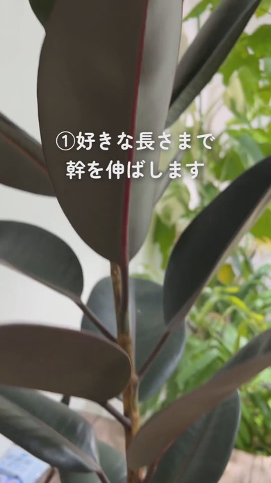 幹を太くするための解説