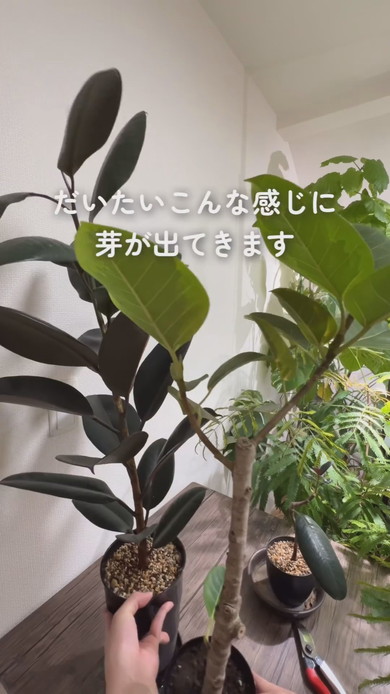 幹を太くするための解説