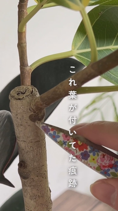 幹を太くするための解説