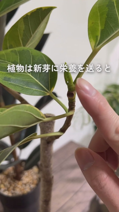 幹を太くするための解説