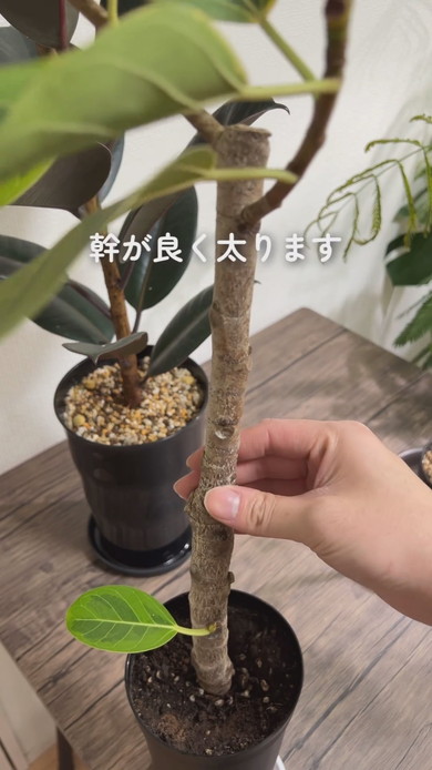 幹を太くするための解説