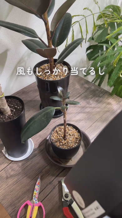 幹を太くするための解説